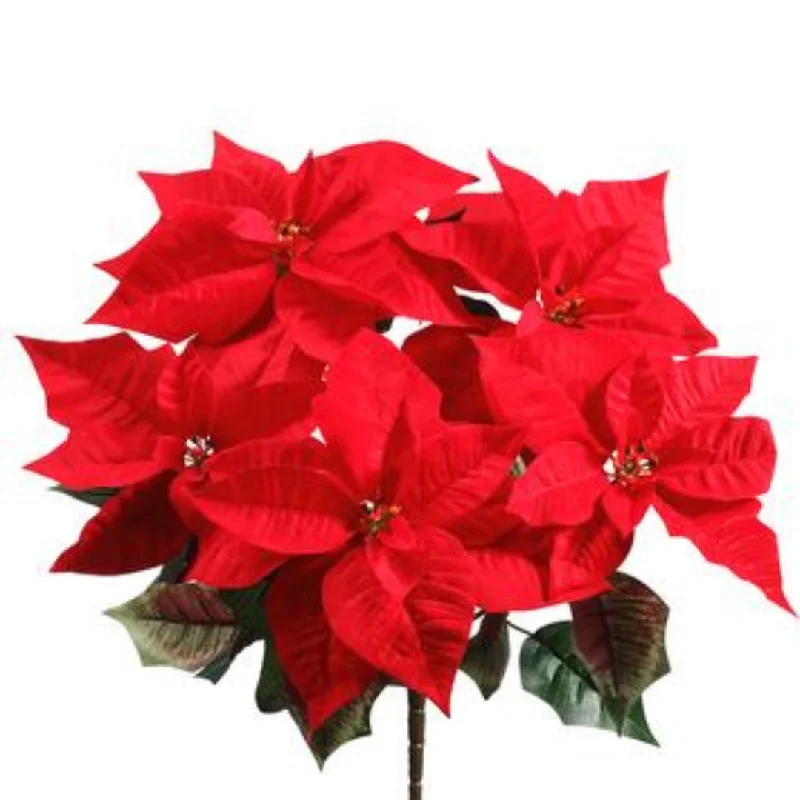 20" Majestic Velvet Poinsettia Bush