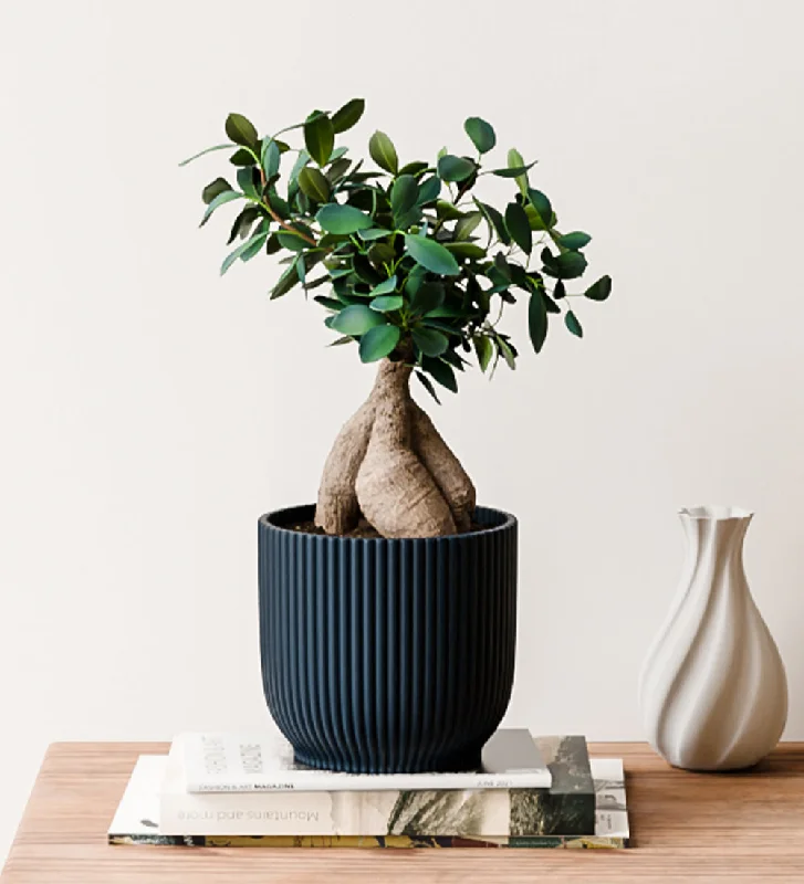 Bonsai Ficus Ginseng & Pot