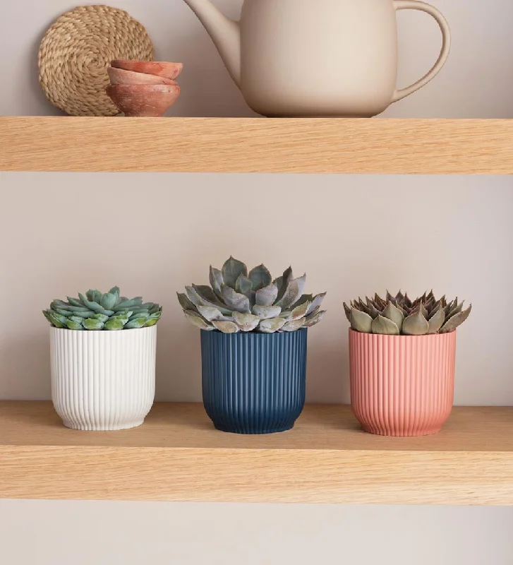 Succulent trio & Pots