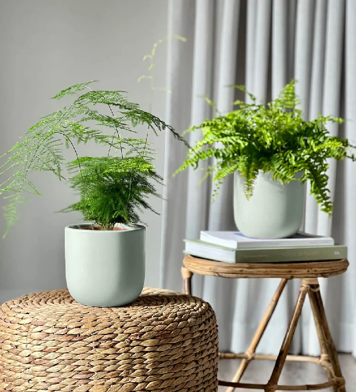 Fern Pair