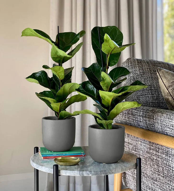 Fiddle-Leaf Fig Pair