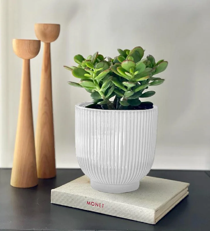 Jade Plant & Pot