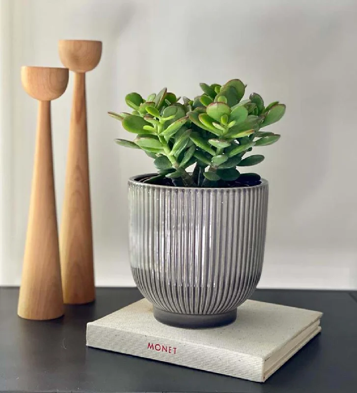 With Grey Pot